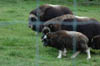 g) muskoxfamily