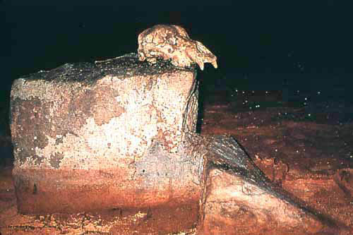 j) Chauvet bear skull